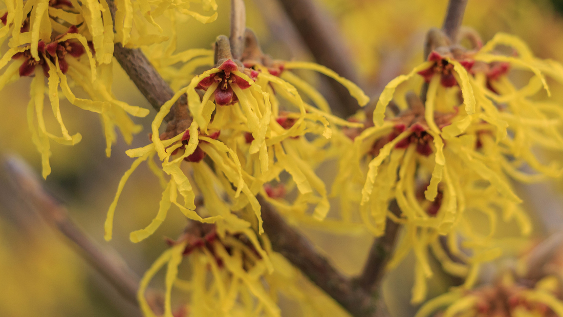 Witch Hazel for Skin: Benefits, Uses & Clean Beauty Guide