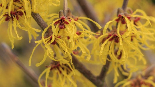 Witch Hazel for Skin: Benefits, Uses & Clean Beauty Guide